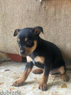 mini pinscher pure puppies for sale male and female 0