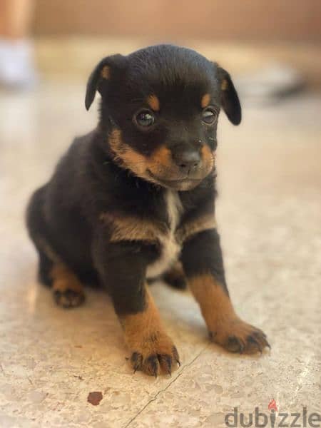 mini pinscher pure puppies for sale male and female 1