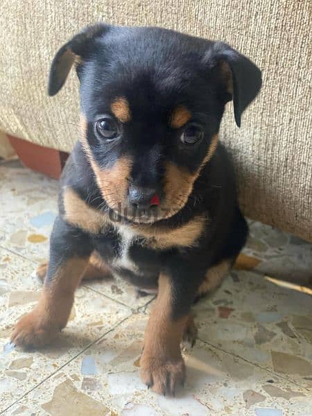 mini pinscher pure puppies for sale male and female 2
