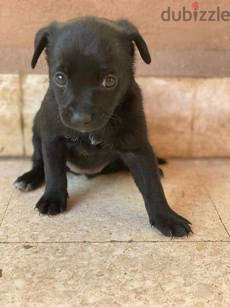 mini pinscher pure puppies for sale male and female 3