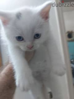 one month white Angora Kitten