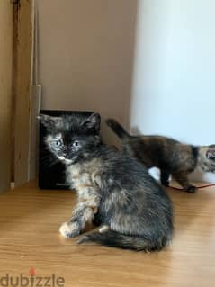 2 Kittens for Adoption