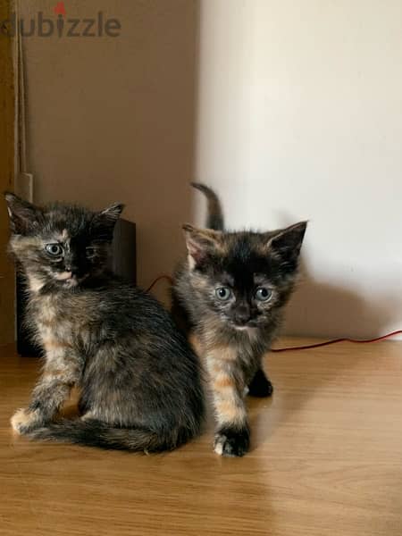 2 Kittens for Adoption 1