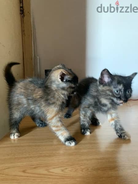 2 Kittens for Adoption 2
