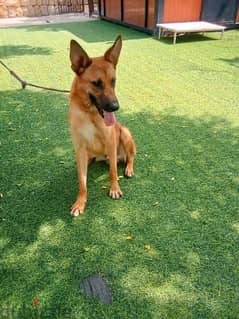 male malinois for adoption friendly and vaccinated