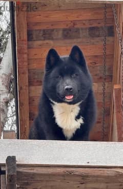 Black American Akita puppy 7 months vaccinated & dewormed 0