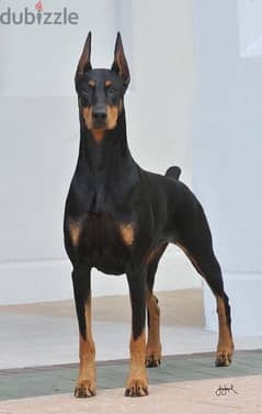 searching for a doberman puppy