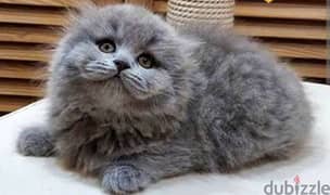Scottish fold short and long hair available 0