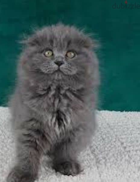 Scottish fold short and long hair available 1