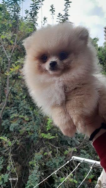 pomeranian toy and teacup 7