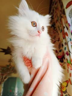 white Persian cat 0