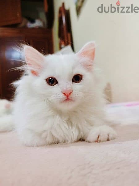 white Persian cat 1
