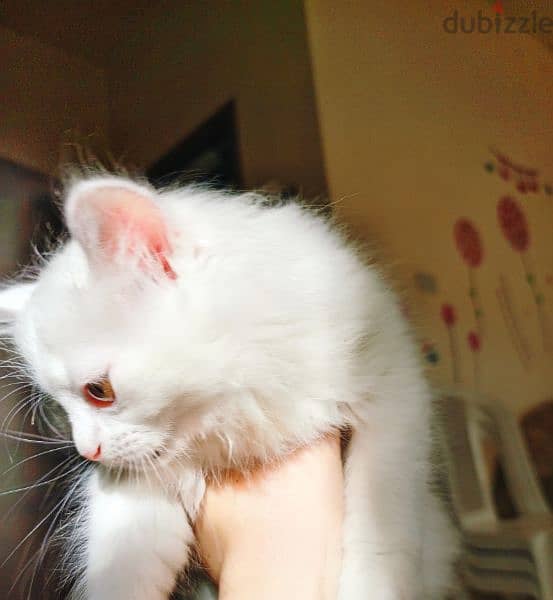 white Persian cat 2