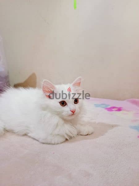 white Persian cat 3