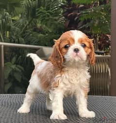 cavalier king Charles puppies 0