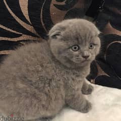 Scottish fold kittens available for sale