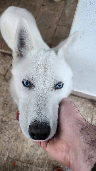 White Husky Blue Eyes 1