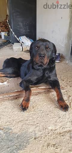 Female rottweiler aged one year fully vaccinated 0