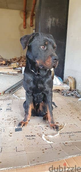 Female rottweiler aged one year fully vaccinated 1