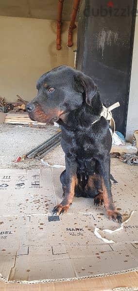 Female rottweiler aged one year fully vaccinated 2