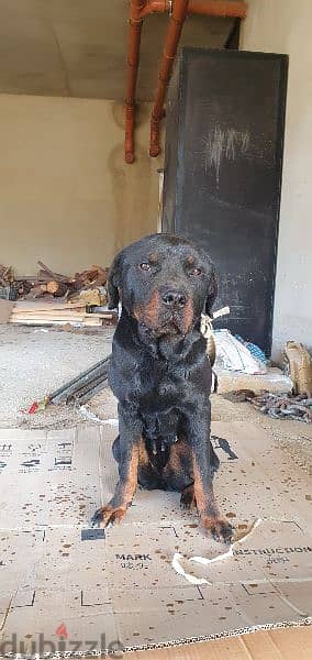 Female rottweiler aged one year fully vaccinated 3