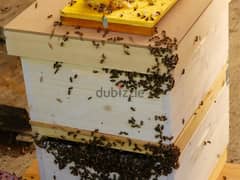 Bees Box - قفير نحل