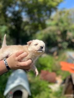 husky mix retriever puppies for sale