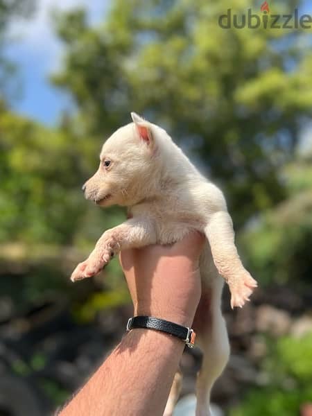 husky mix retriever puppies for sale 1