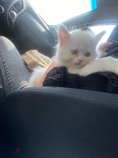 a very cute kitten