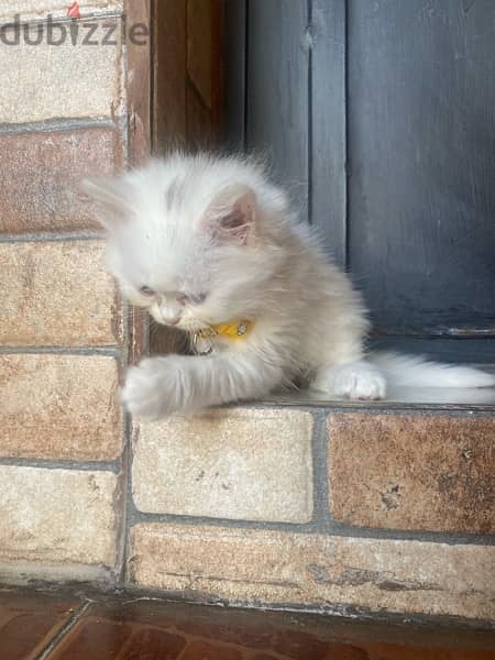 a very cute kitten 1