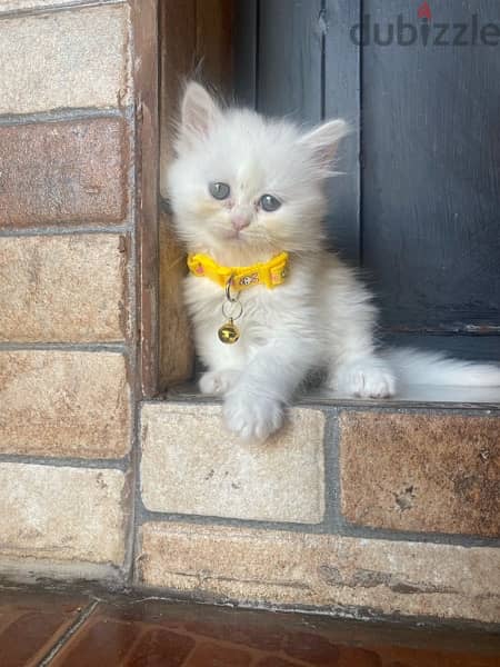 a very cute kitten 2