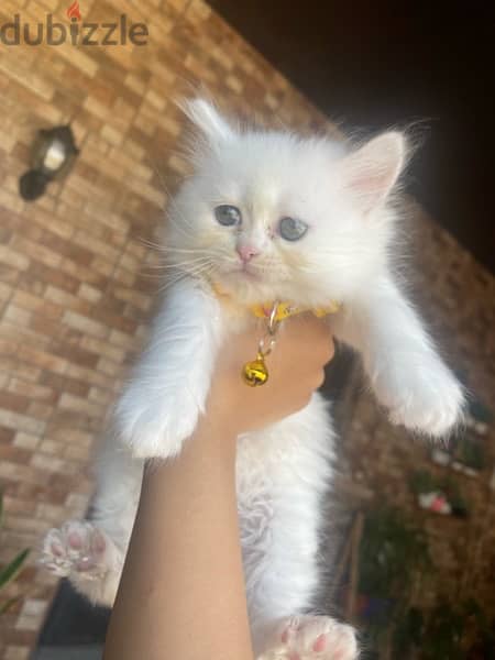 a very cute kitten 3