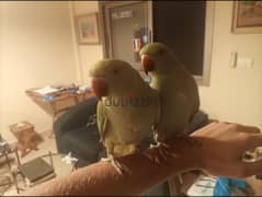 2 Friendly Tamed Indian Ringneck Parrot Perroquets with cage ببغاء درة