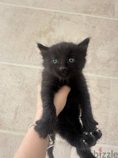 cat black 0