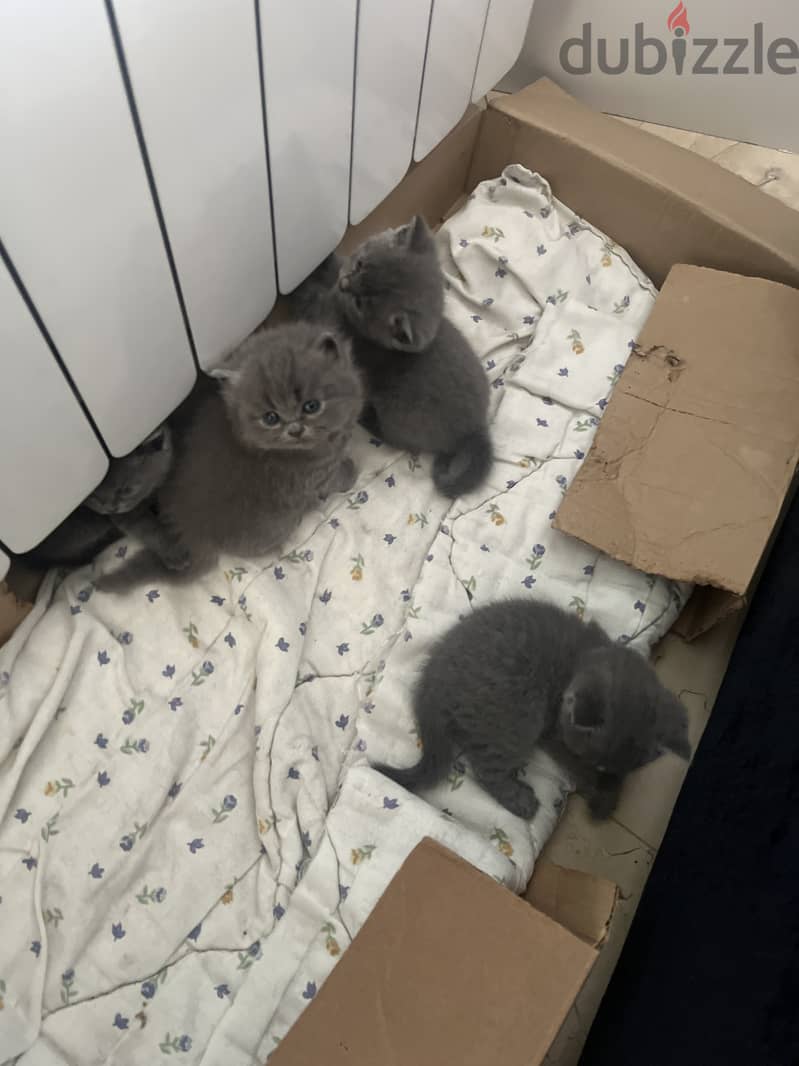 pure british shorthair for sale 5