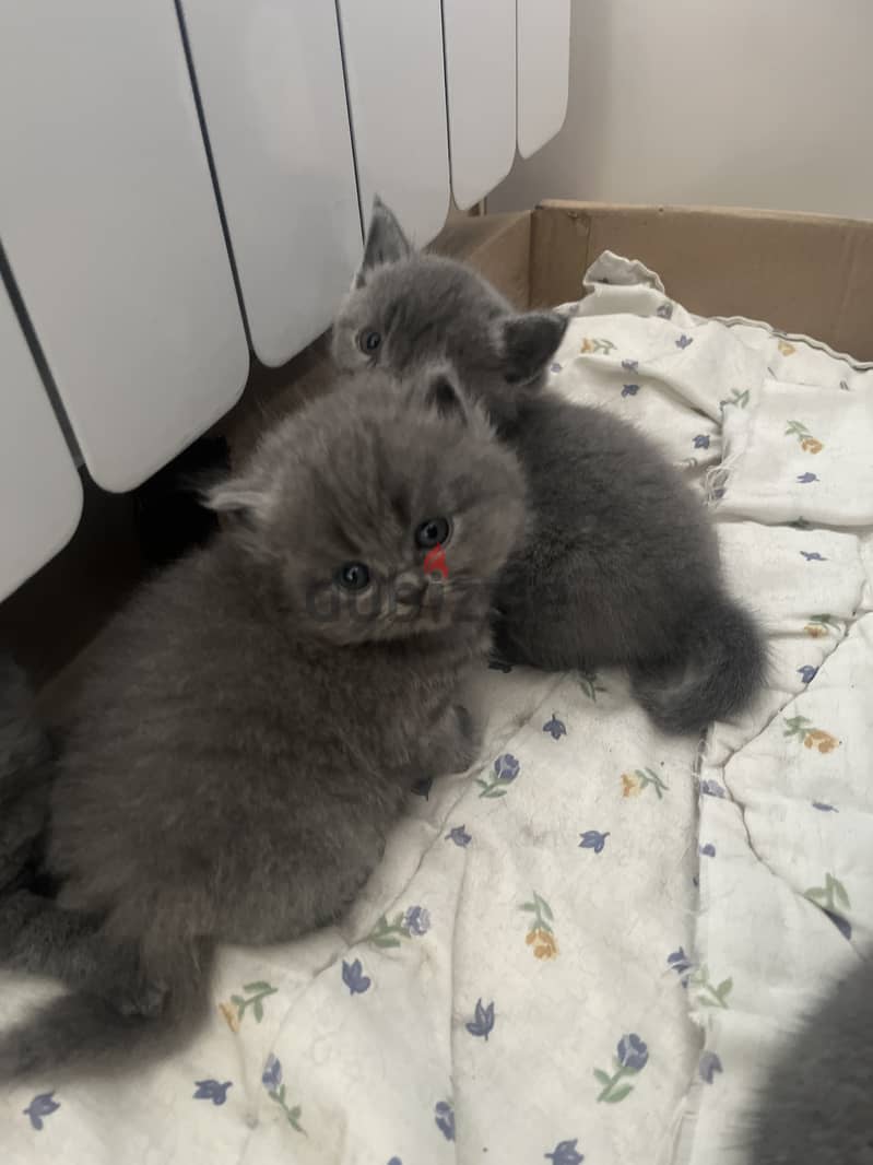 pure british shorthair for sale 6