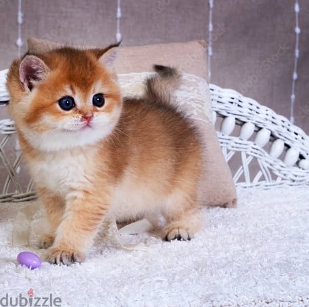 Golden British Female Kitten Needed. 1
