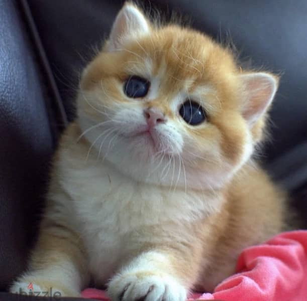 Golden British Female Kitten Needed. 2