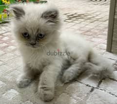 Himalayan Kitten