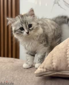 Chinchilla / persian kitten