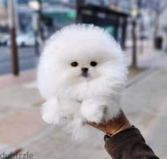 Imported Teacup Pomeranian Boo TOP QUALITY كلب