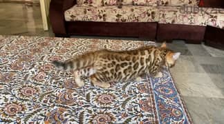 قطط بنغال bengal cat للبيع العمر شهر ونص 79 159 631