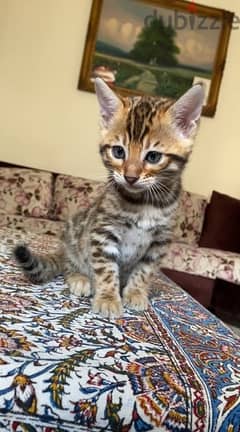 قطط بنغال bengal cat للبيع العمر شهر ونص