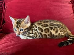 قطط بنغال bengal cat للبيع العمر شهر ونص