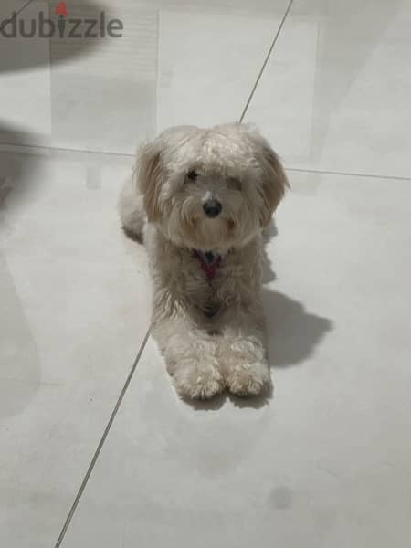 Beautiful 1 year old poodle 1