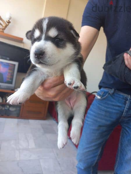 pure husky puppies for sale 5
