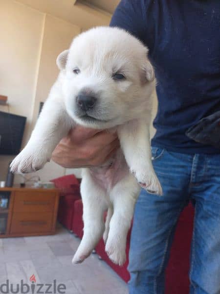 pure husky puppies for sale 6
