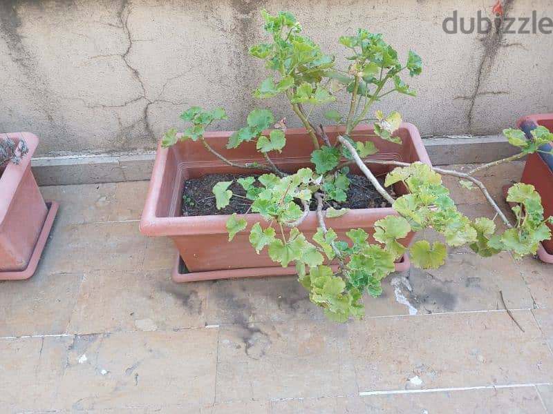 plant pots 2