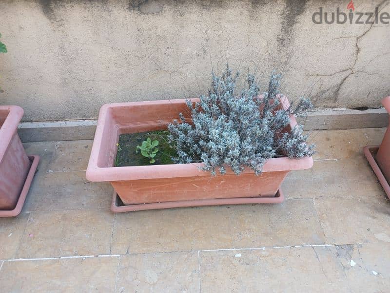 plant pots 4