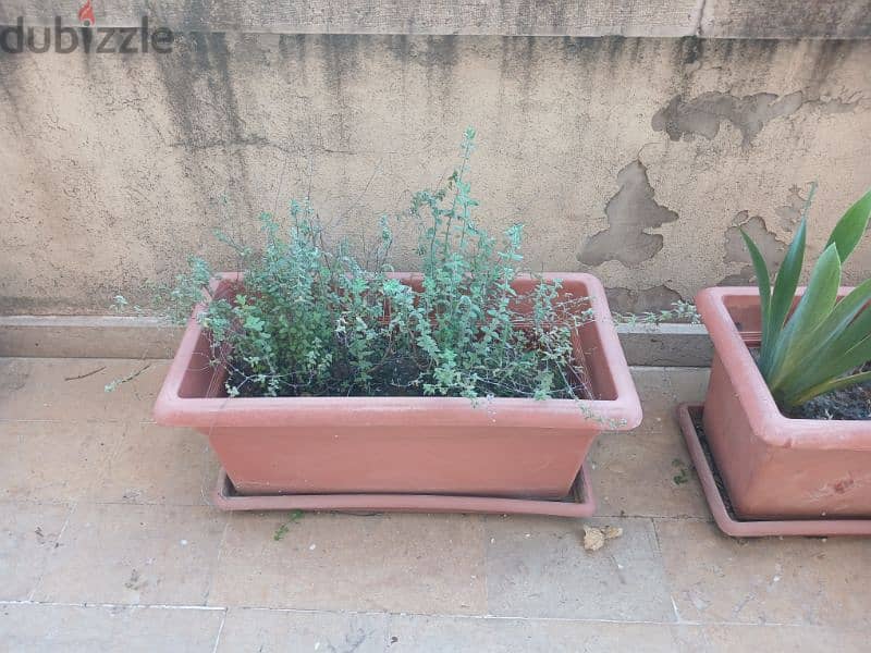 plant pots 5